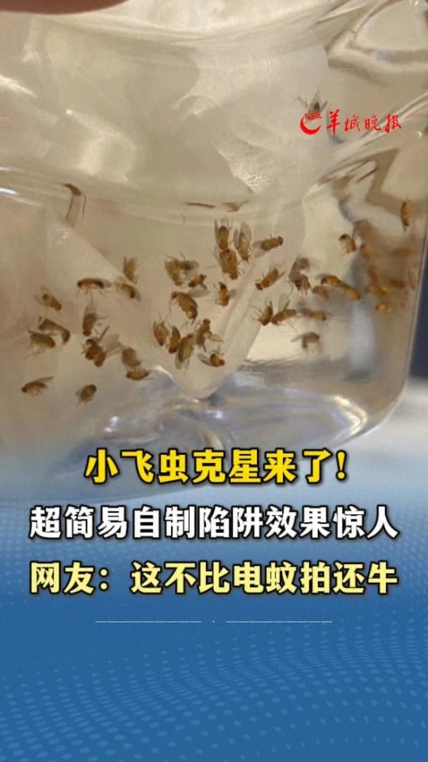 兴华配资 女子自制小飞虫陷阱效果惊人 创意获赞
