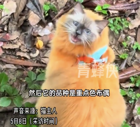 伍祥配资 猫主人晒自家“拼好猫”，评论区网友什么图都能找出来